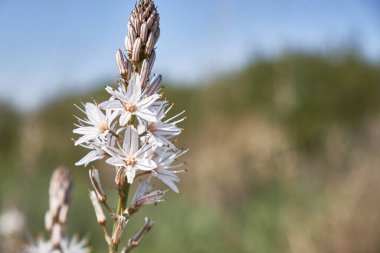 Beyaz asphodel veya Asphodelus albus çiçekleri ve tomurcukları.