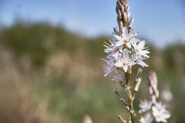 Beyaz asphodel veya Asphodelus albus çiçekleri ve tomurcukları.