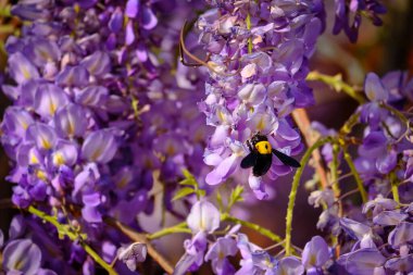 Bumblebee, Wisteria Sinensis veya Çin salkımından bir nektar toplar..