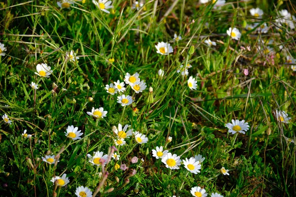 草地上有许多菊花 — 图库照片