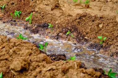 Bahçeye sebze tohumu ektim..