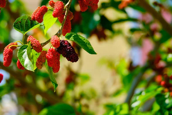 Maduración Frutas Las Ramas Árbol Morera —  Fotos de Stock