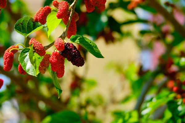 Amadurecendo Frutos Nos Ramos Uma Amoreira — Fotografia de Stock