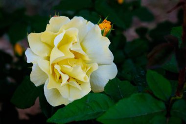 Çalının üzerinde sarı gül çiçeği bulanık arkaplan.