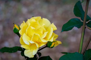 Çalının üzerinde sarı gül çiçeği bulanık arkaplan.