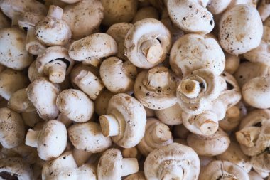 Champignon mantarları veya agaricus arkaplanı veya dokusu.