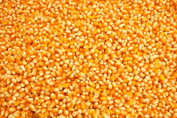 corn cereal kernels background or texture concept.
