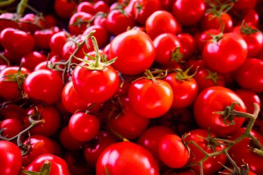 Daldaki domatesler. Çilekli domates arka planı.