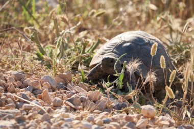 Yunan kaplumbağa Testudo Graeca Anamurensis.