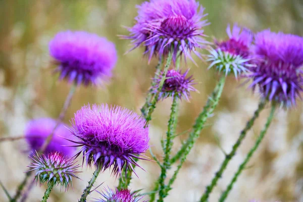 Buds Carduus Nutans Musk Thistle Lotes Acenar Sem Encanamento Cardo — Fotografia de Stock