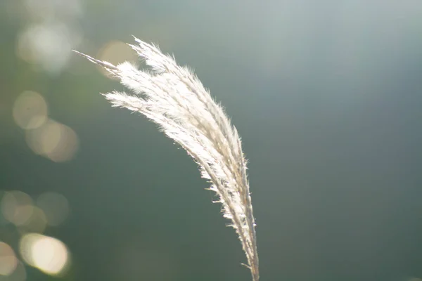 Planten in het zonlicht — Stockfoto