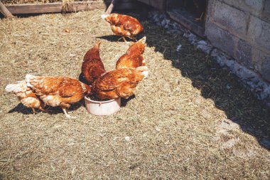 Birkaç kahverengi tavuk peck çanaklar besleme