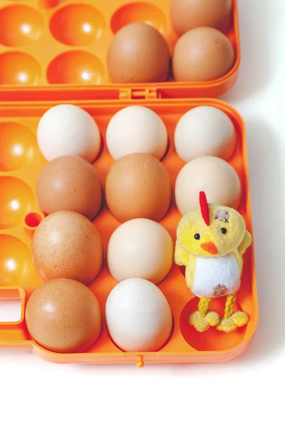 Galinha amarela e ovos de galinha em bandeja de plástico — Fotografia de Stock