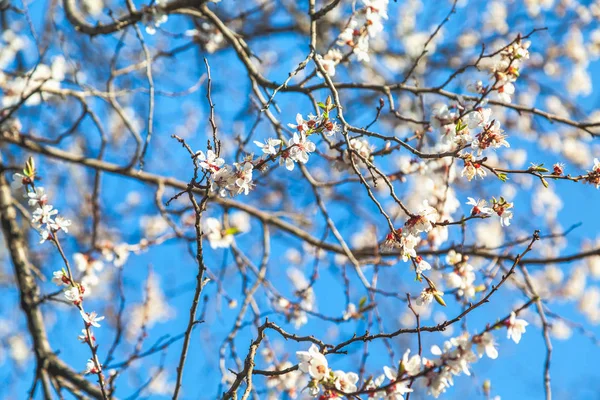 Branch of cherry blossoms against blue sky — Stock Photo, Image