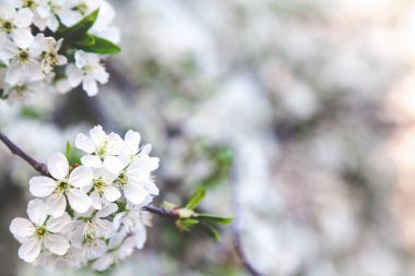 Beyaz kiraz çiçekleri Şubesi