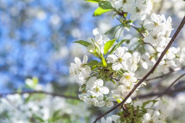Beyaz kiraz çiçekleri ve genç yeşil yaprakları dalı