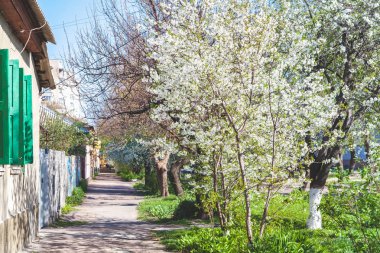 pitoresk cadde boyunca tek katlı evler ve kiraz çiçeği