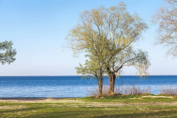 Lonely tree on bank of wide river — Stock Photo, Image