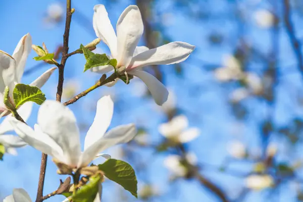 Beautiful white jasmine flower on branch — Stock Photo, Image