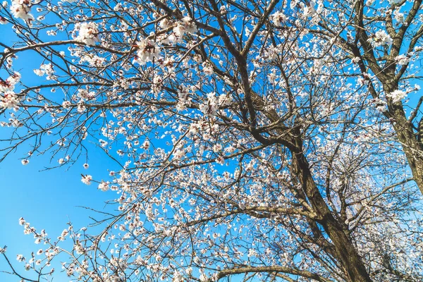 Blooming cherry tree without leaves — Stock Photo, Image