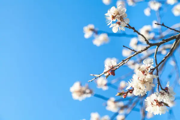 Branch of cherry blossoms against blue sky — Stock Photo, Image