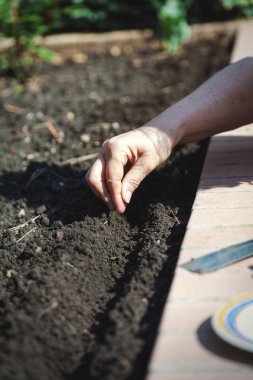El yere yakın çekim tohum Ekim