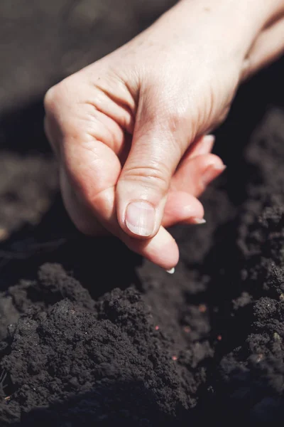 Hand women sows seeds in ground close-up — Stock Photo, Image