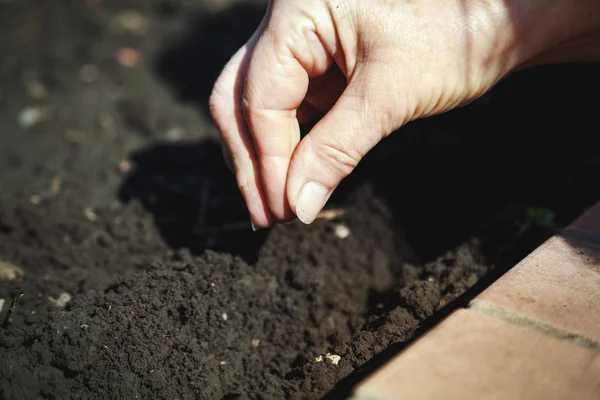 Hand sowing seeds in ground close-up — Stock Photo, Image