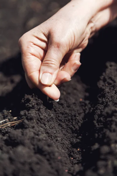 Hand women sows seeds in ground close-up