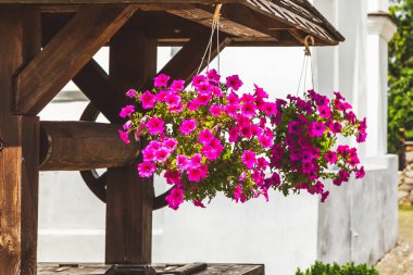 İki pot çiçek açan Petunya ile asılı