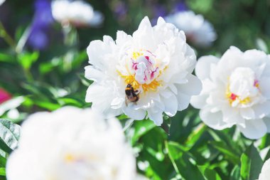 Beyaz Şakayık çiçeği üzerinde oturan bumblebee