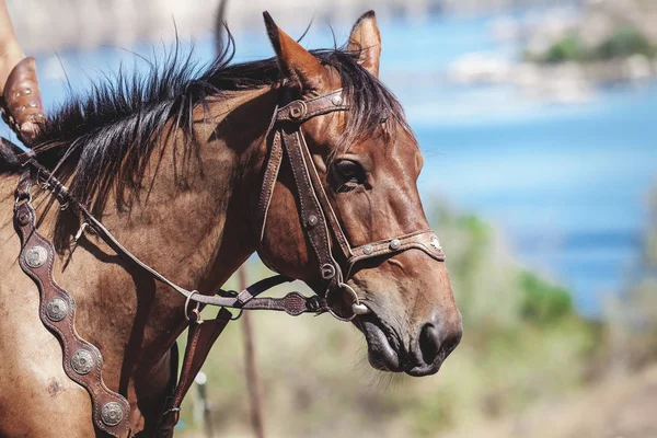 Cheval en bride gros plan — Photo