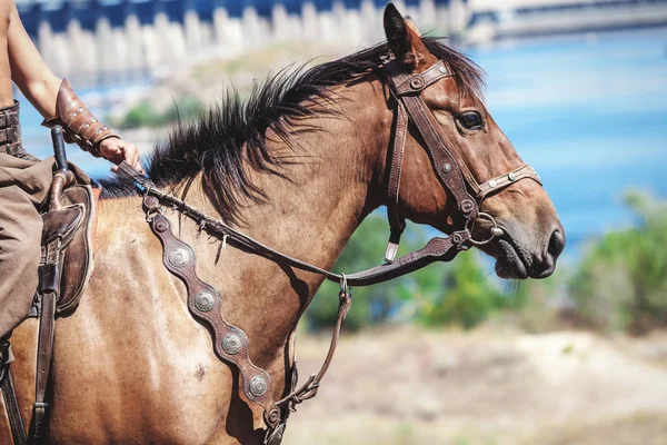 Main de cheval et cavalier sur un fond de barrage — Photo