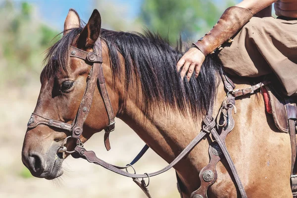 Tête de gros plan de cheval rouge — Photo