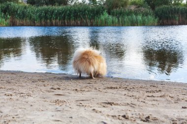 Kabarık küçük kırmızı köpek içecekler su Gölü