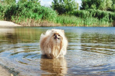 Sevimli kırmızı spitz nehir suda yüzüyor
