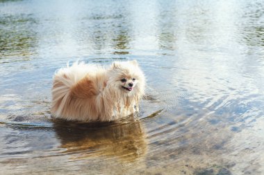 Sevimli kırmızı spitz nehir suda yüzüyor