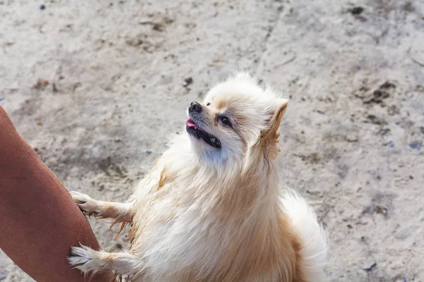 Orange spitz relies front paws on female foot — Stock Photo, Image