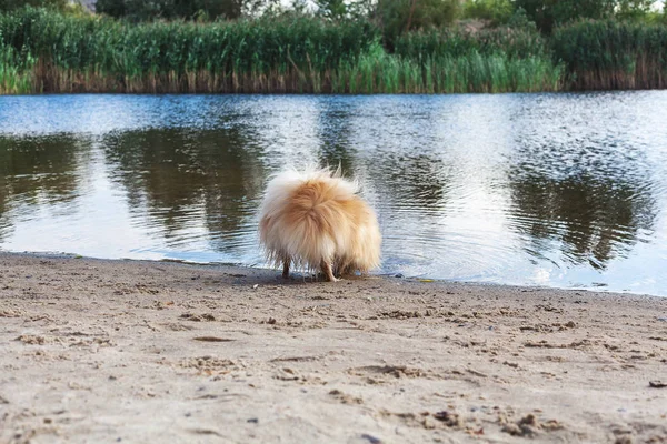 Fluffy piccolo cane rosso beve acqua dal lago — Foto Stock