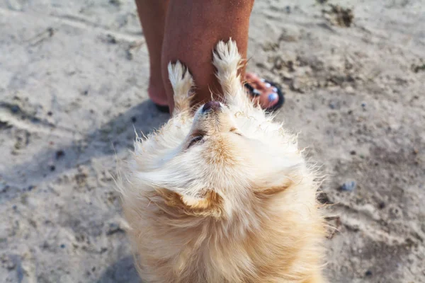 Naranja spitz se basa patas delanteras en pie femenino —  Fotos de Stock