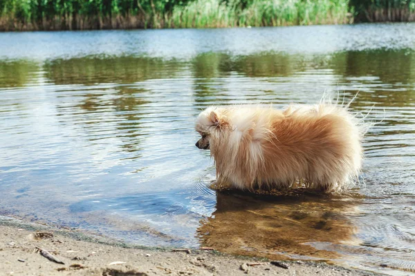 Ładny czerwony spitz pływa w wodzie rzeki — Zdjęcie stockowe