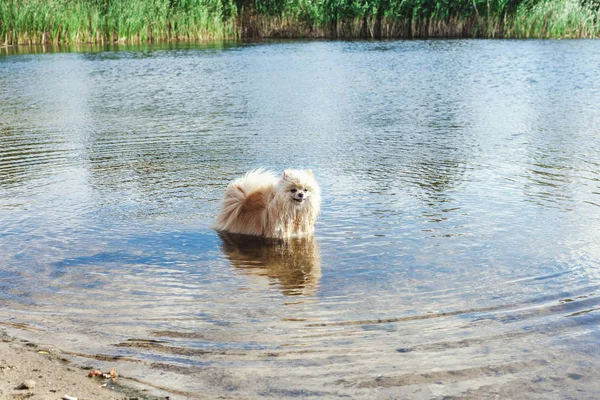 Cute red spitz swims in water of river — Stock Photo, Image
