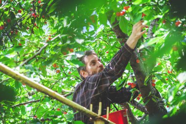 adam kırmızı kiraz hasat ağaç üzerinde