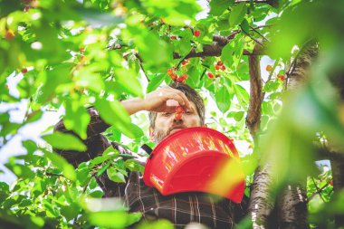 adam kırmızı kiraz hasat ağacında