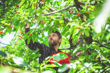 adam kırmızı kiraz hasat ağaç üzerinde