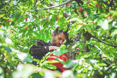 adam kırmızı kiraz hasat ağacında