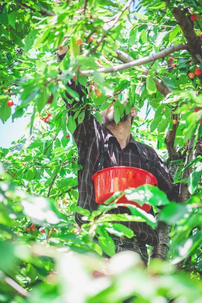 Man in tree harvesting red cherry — Stock Photo, Image