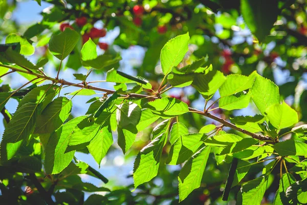 Cherry branch with juicy green leaves — Stock Photo, Image