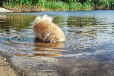 Tüylü köpek kafasını nehir vazoya koyayım.