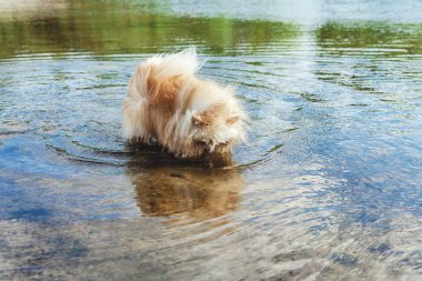 Sevimli kırmızı spitz nehir suda yüzüyor